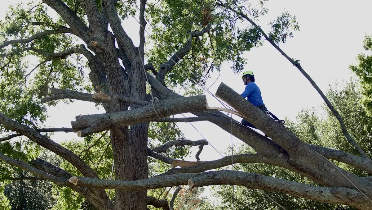 Professional Crown Thinning performed by certified arborists in Tussy